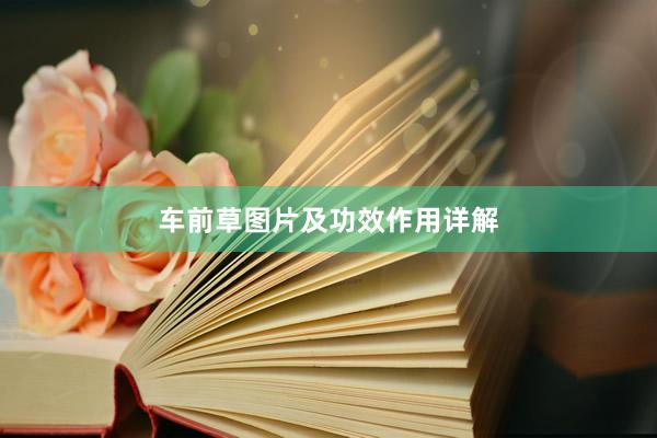 车前草图片及功效作用详解